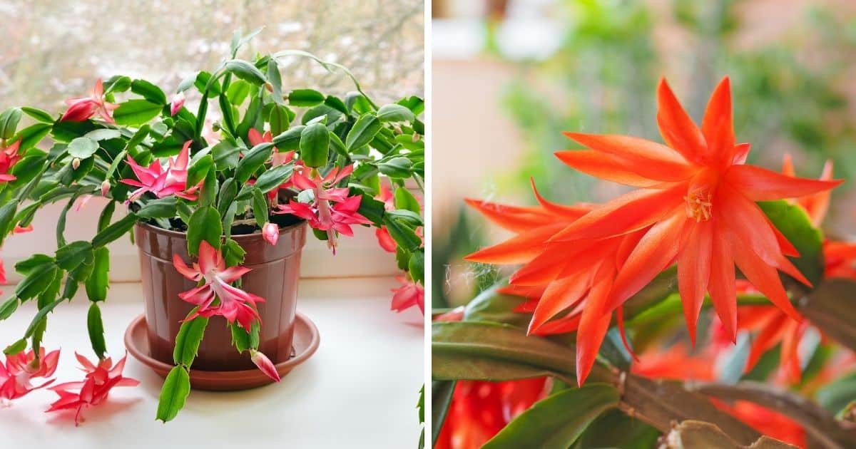 Is Christmas Cactus a Succulent? - Sublime Succulents