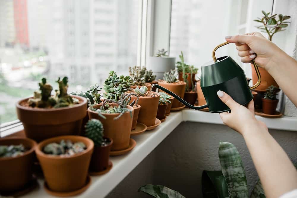 is watering succulents with ice cubes right?