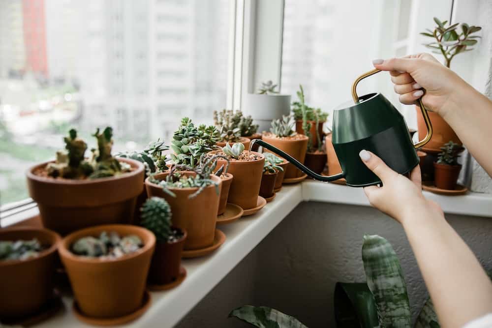 Watering succulents in pots with a watering can.