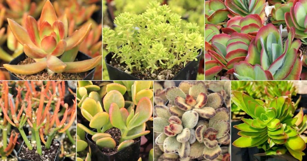 23 Astonishing Yellow Succulents Your Garden Needs - Sublime Succulents