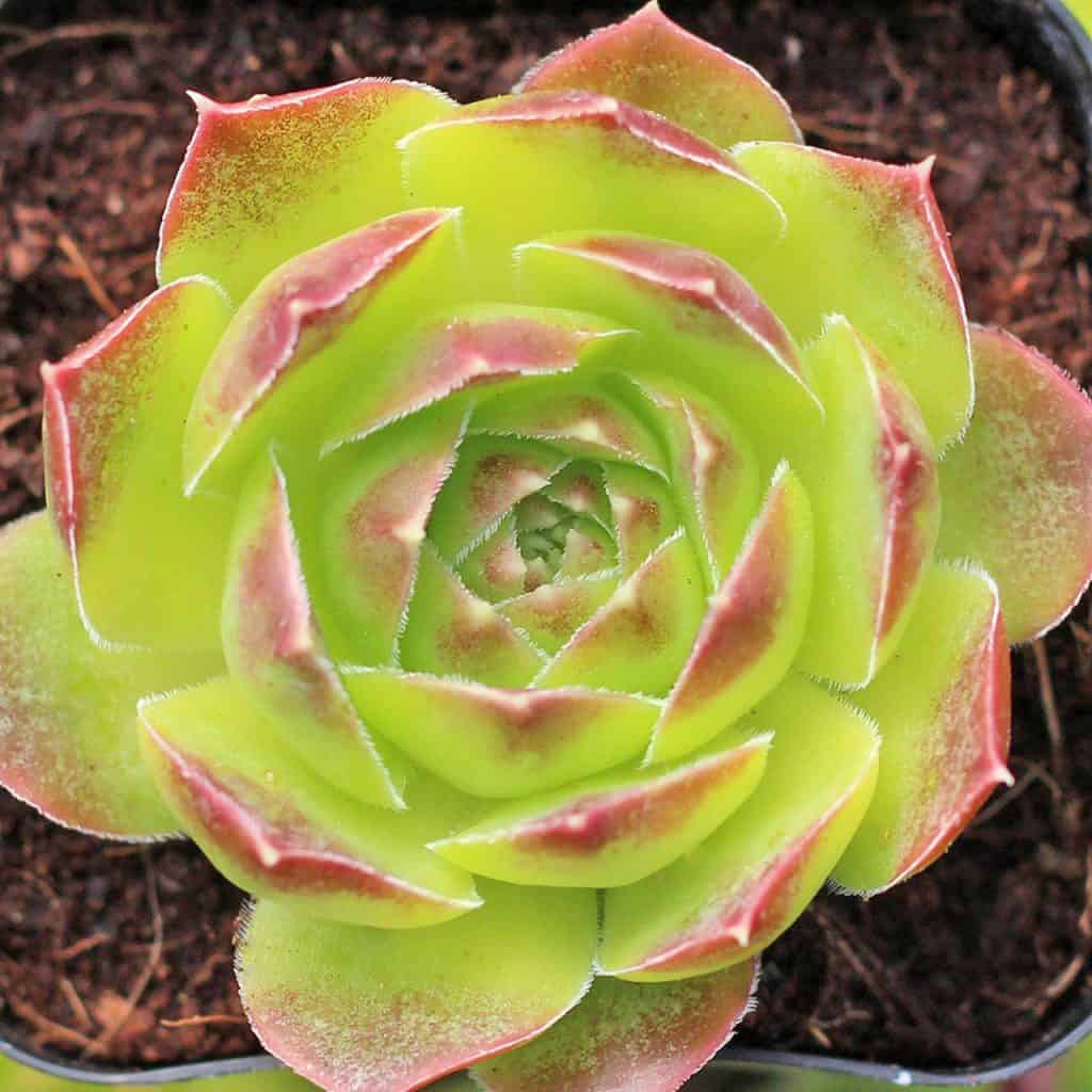 23 Astonishing Yellow Succulents Your Garden Needs - Sublime Succulents