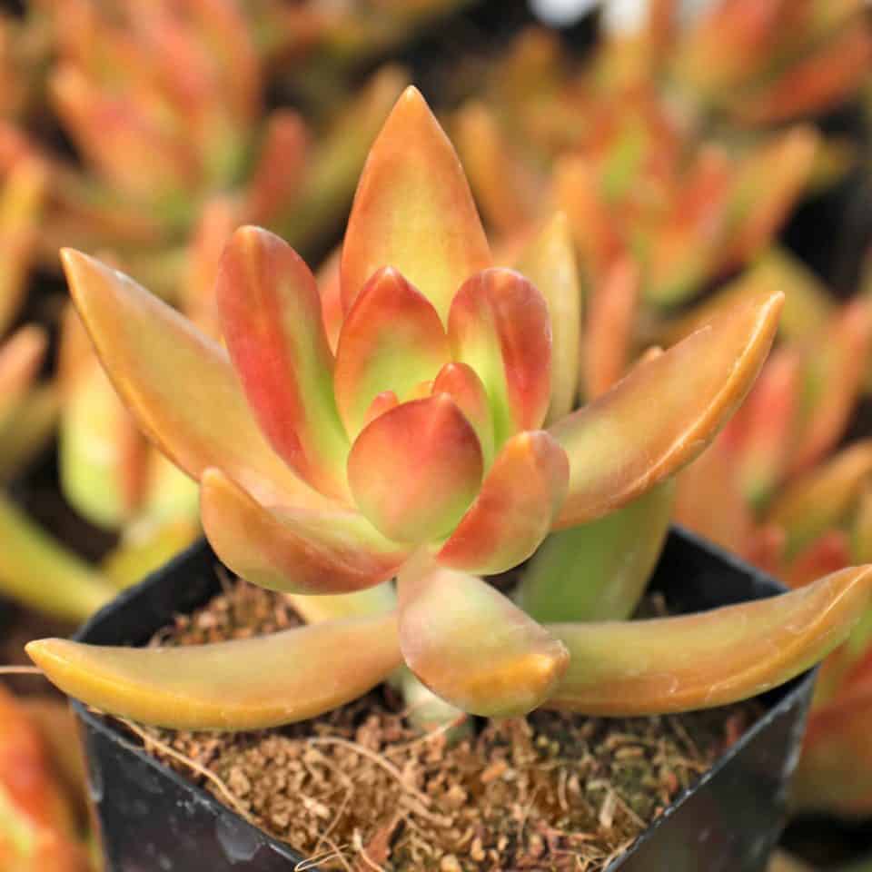 23 Astonishing Yellow Succulents Your Garden Needs - Sublime Succulents