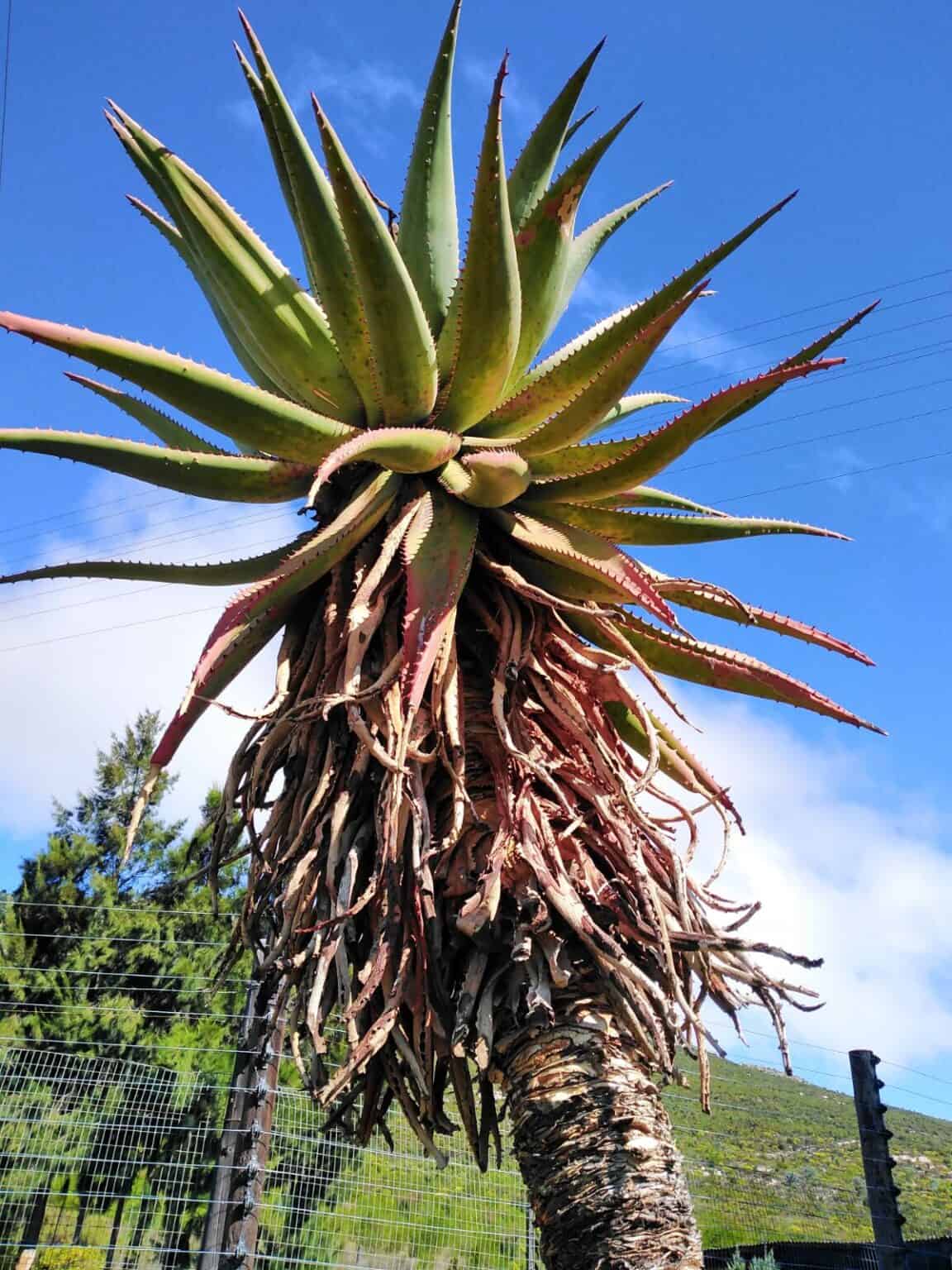 Aloe Vera Succulent Types For Your Outdoor And Indoor Garden Sublime