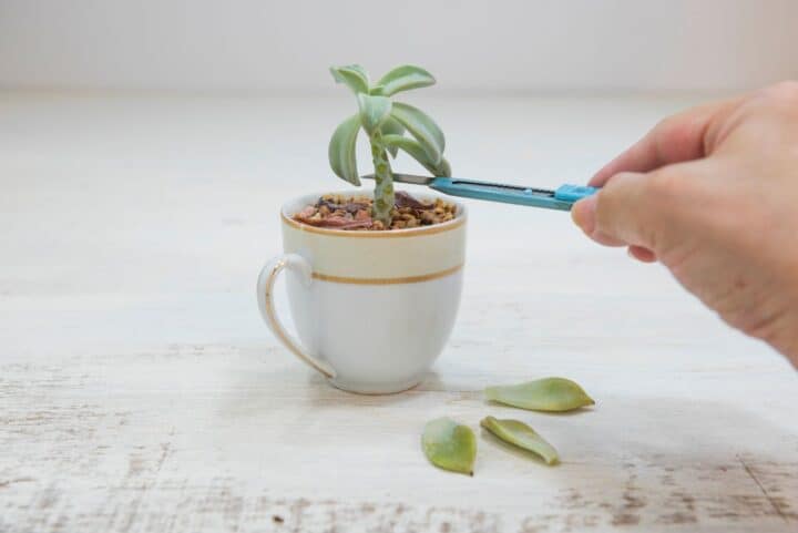 How To Trim A Succulent A Foolproof Guide For Beginners Sublime Succulents