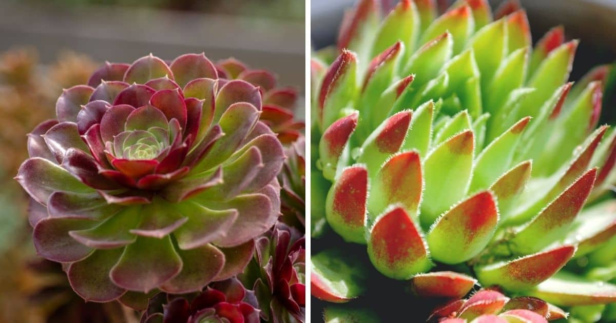 Why Is My Succulent Turning Red? - Sublime Succulents