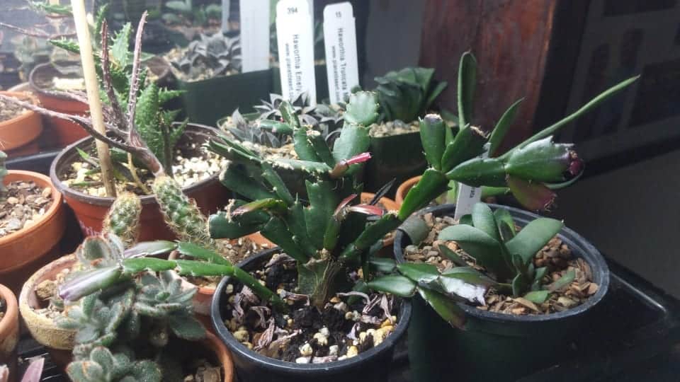 Different succulents in pots under led light.