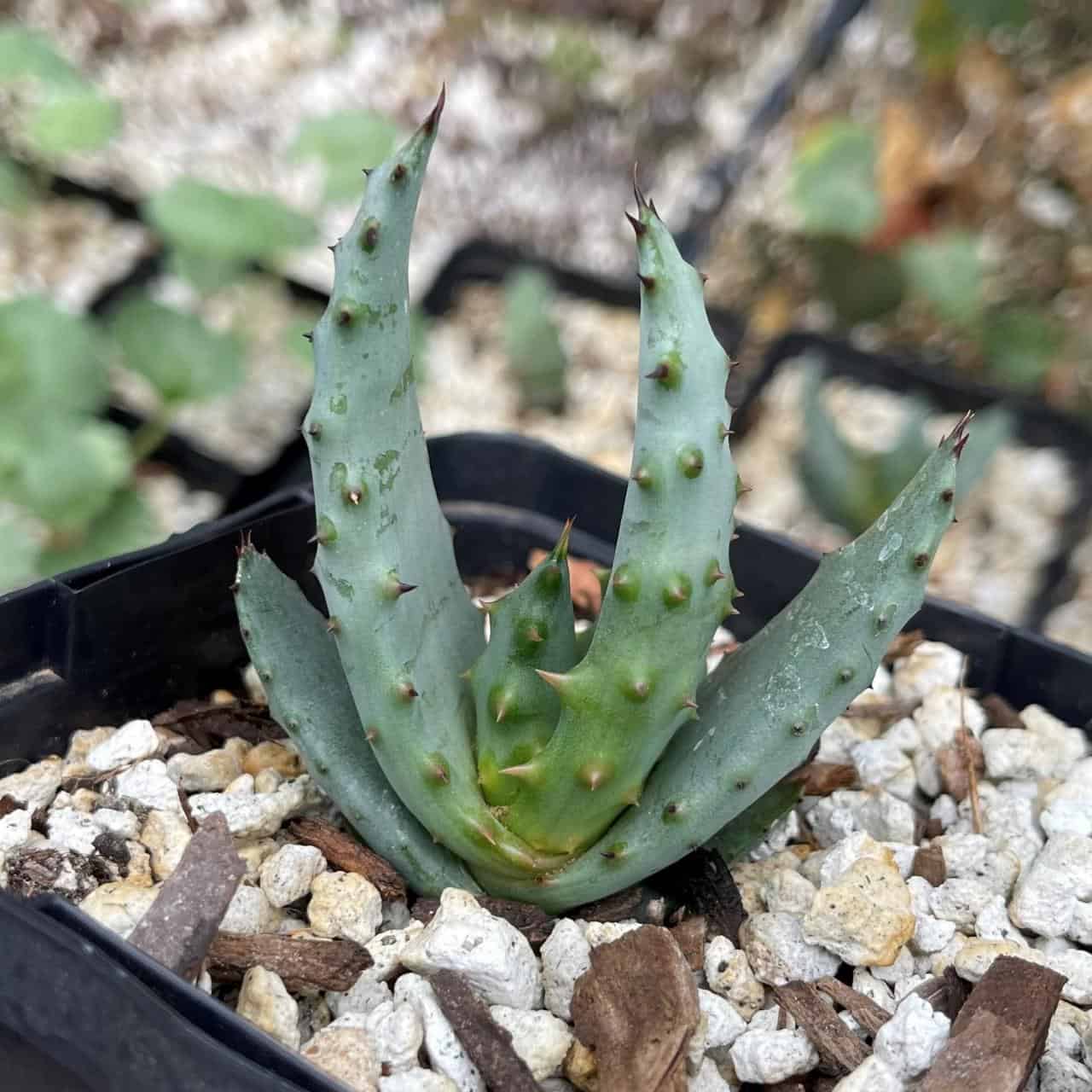 Mountain Aloe in a black pot.