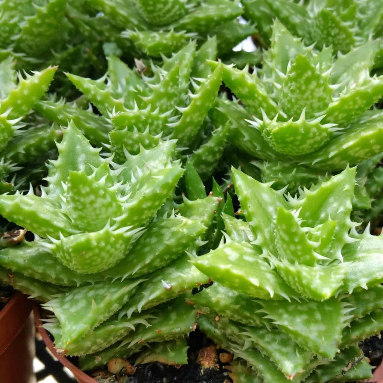 Crosby’s Prolific vera variety in a pot.