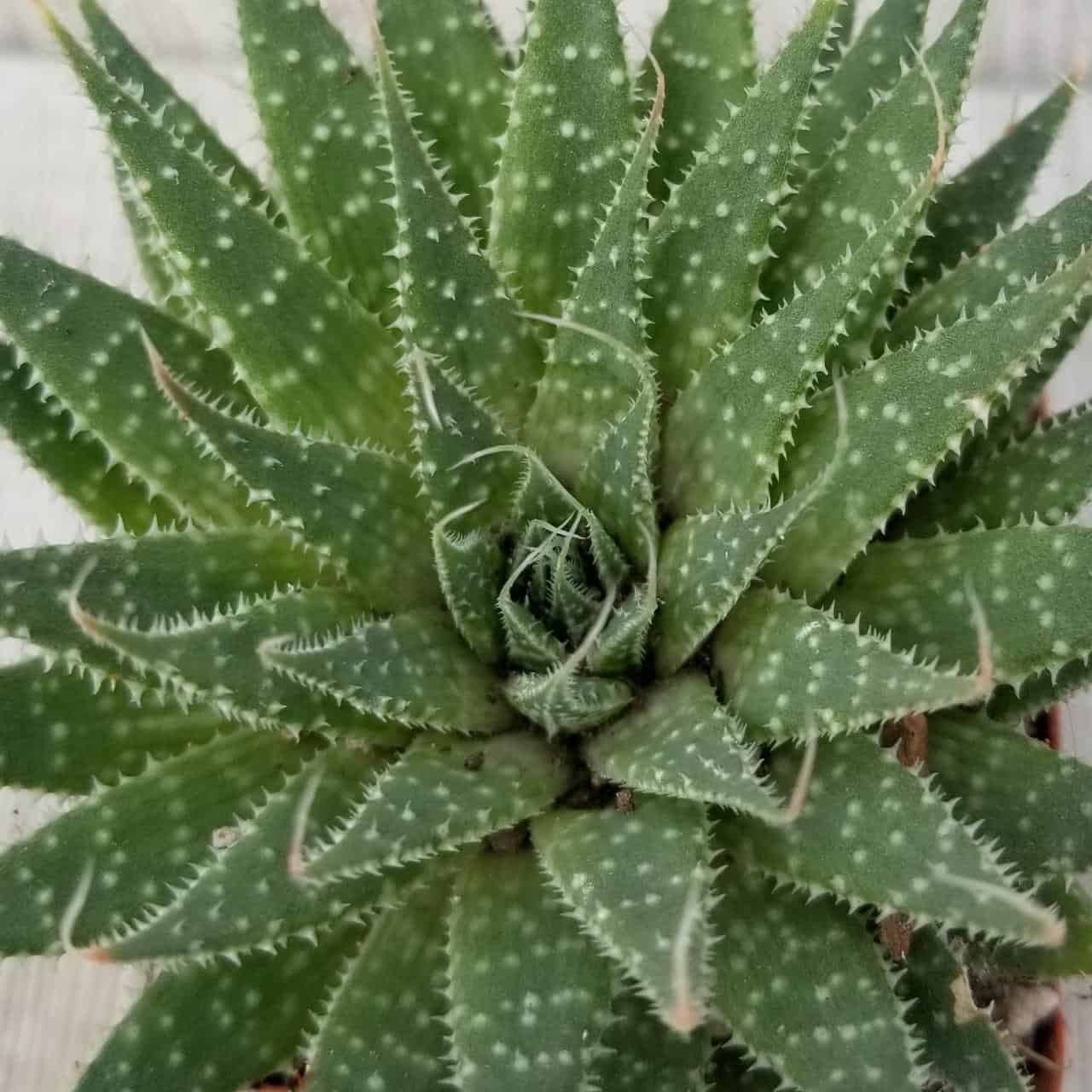 Lace Aloe variety.