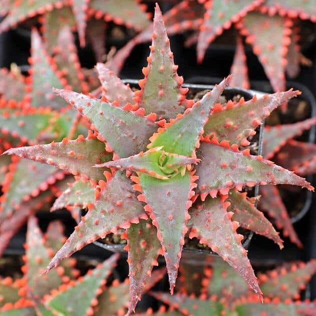 Christmas Sleigh Aloe  plant.