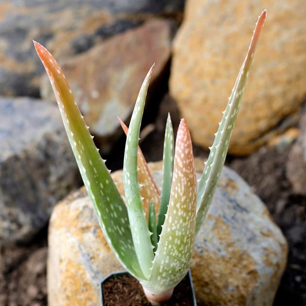 Aloe Vera near rocks.