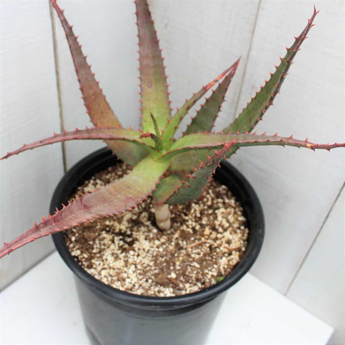 African Aloe vera in a black pot.