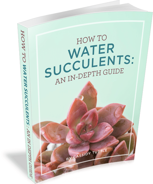 Water succulents book cover.