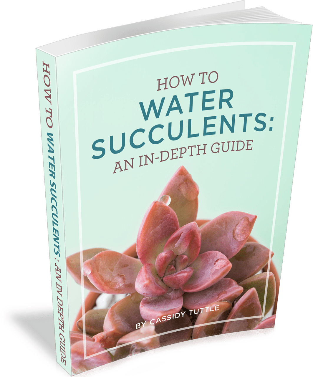 How to water succulents book.