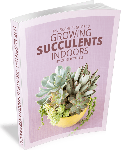Growing succulents indoor book cover.