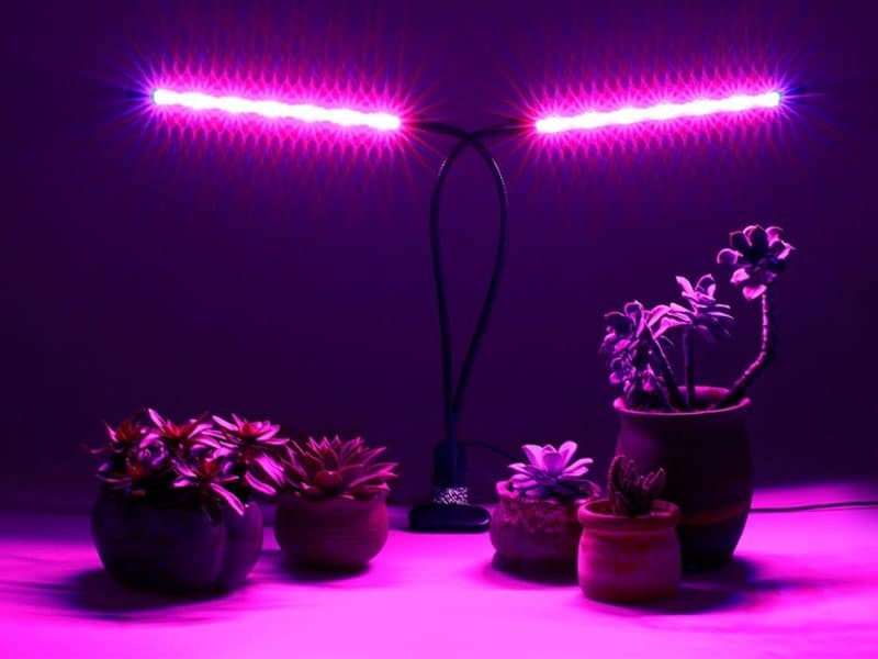 Purple LED light over succulents in a pot.