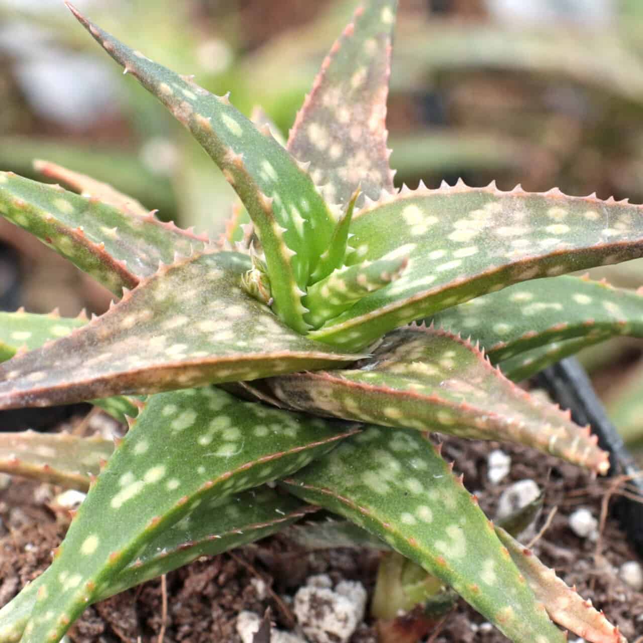 Guido Aloe vera variety in a pot.