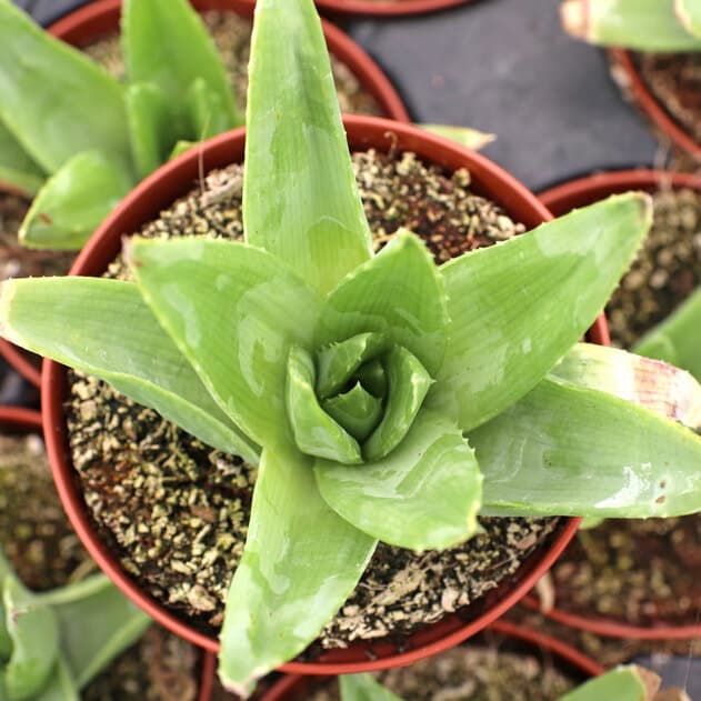 Spiral Aloe variety in a pot.