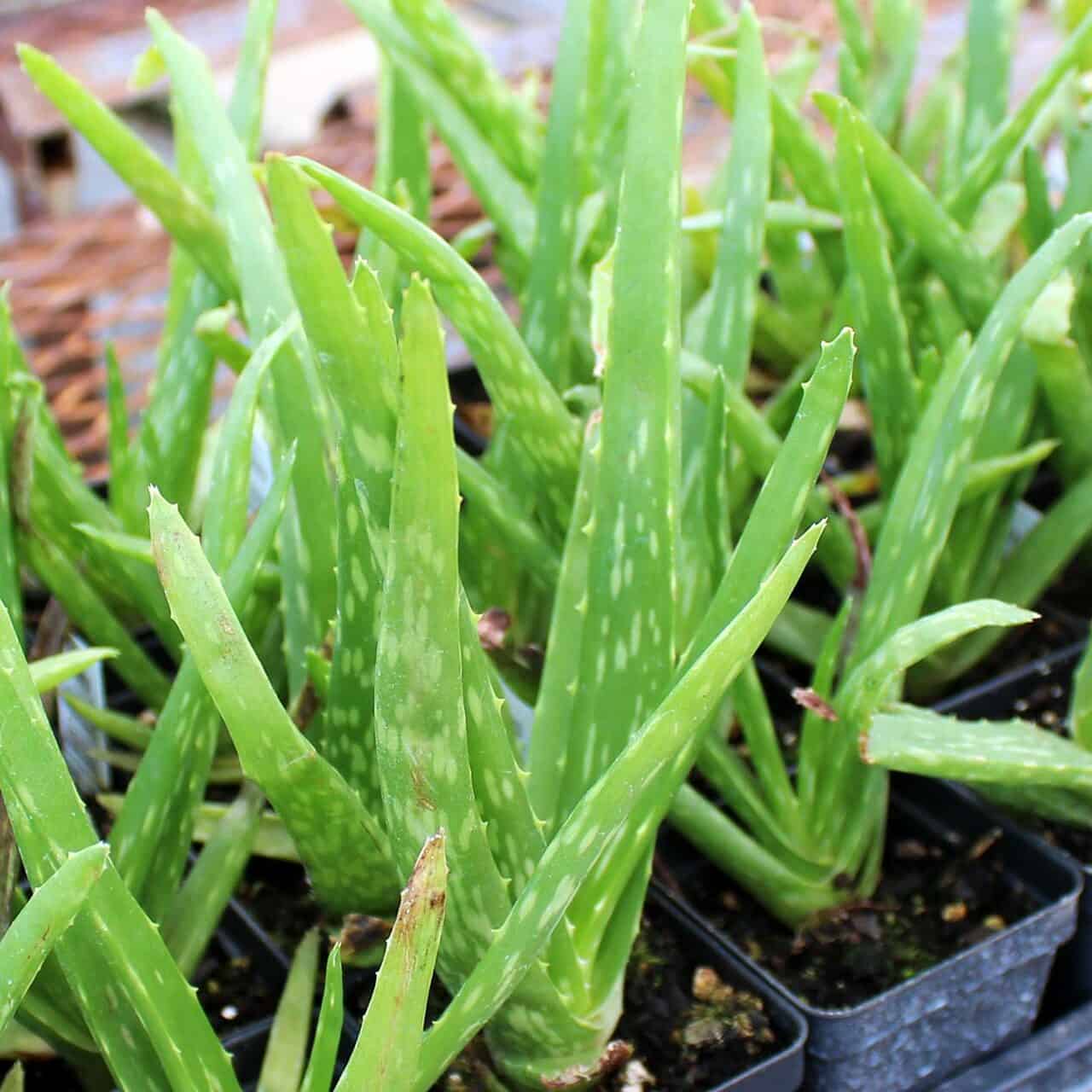 Aloe Vera in a black pots.