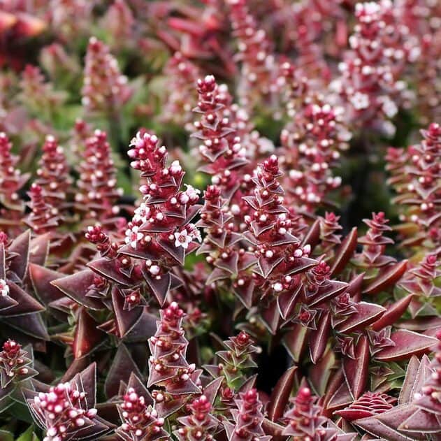 Crassula Capitella (Red Pagoda)  plant.