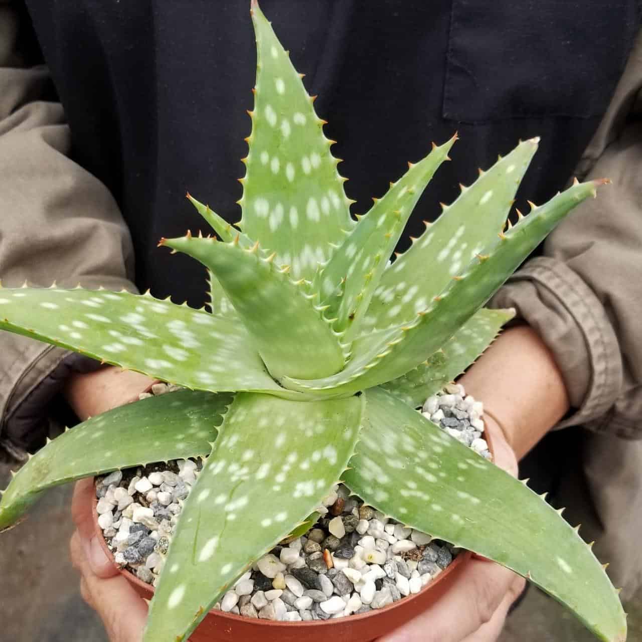 Soap Aloe vera variety in a pot held by hands.