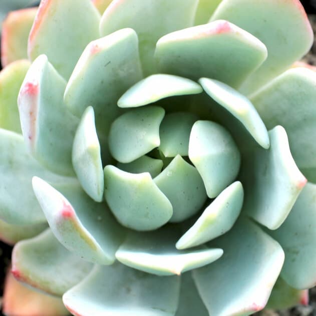 Echeveria close-up.