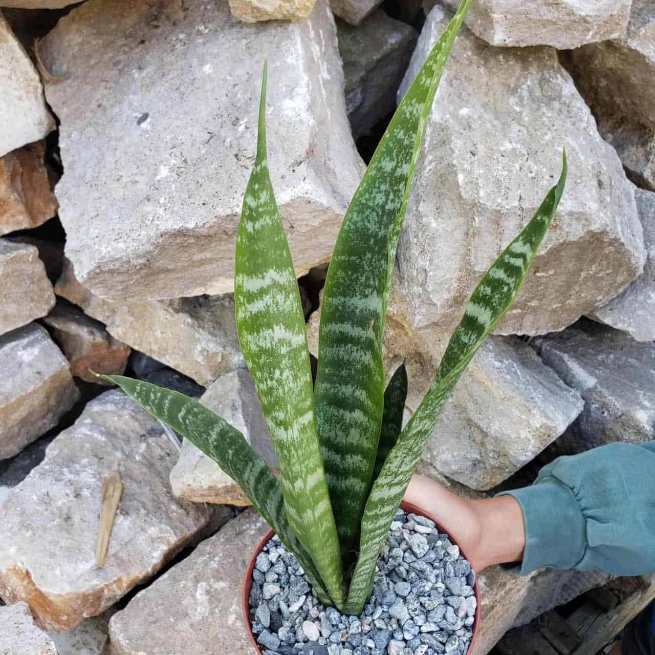 Snake Plant in a pot held by hand near a big rock.