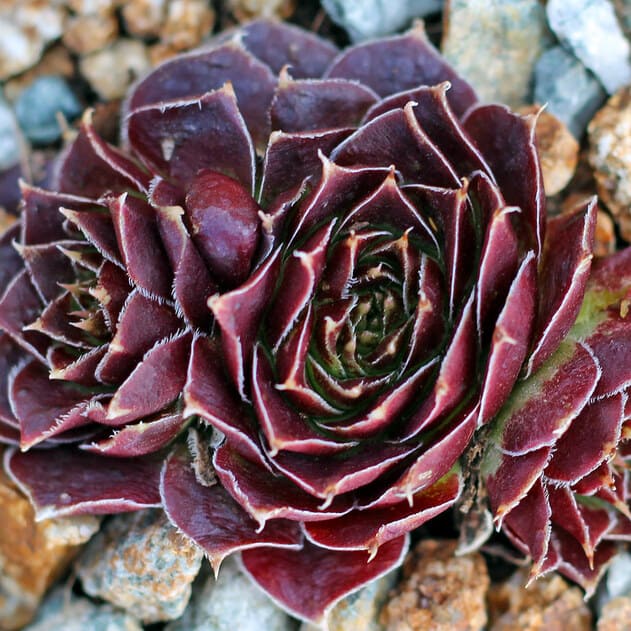 Sempervivum Heuffelii (Chocolate Sundae)  plant