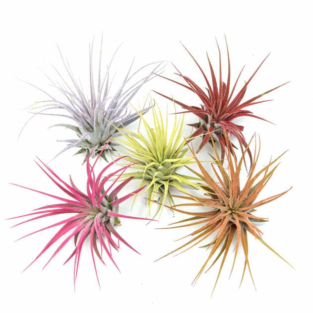 Tillandsia Ionantha (Air Plant)  plants.