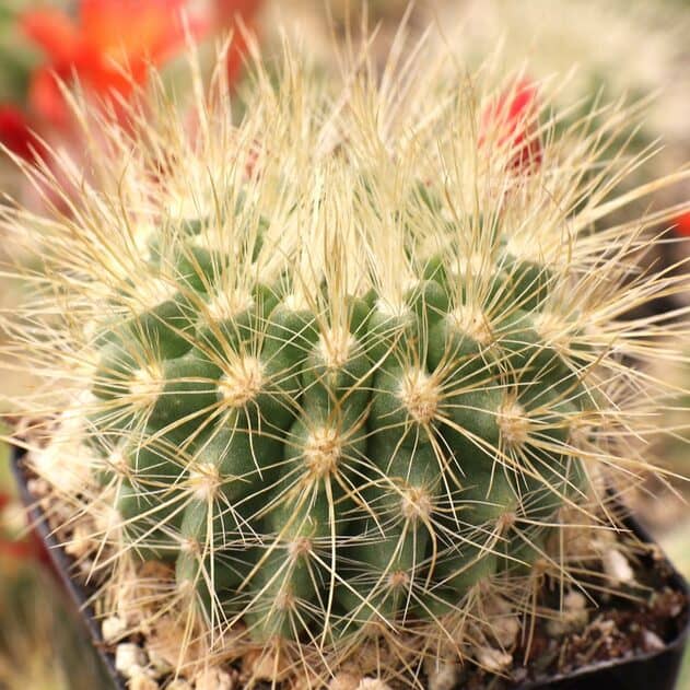 Pencil Cactus in a black pot.