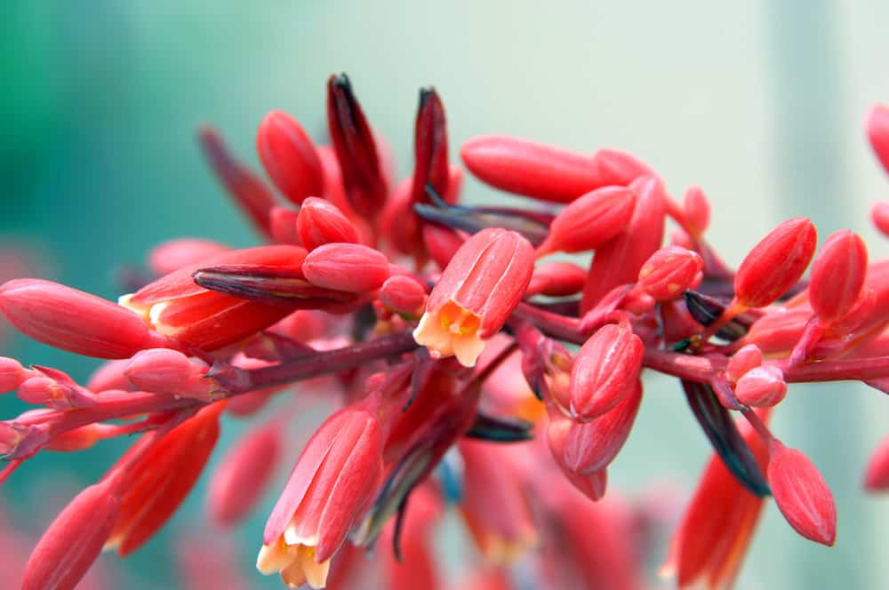 Flowering Red Yucca.