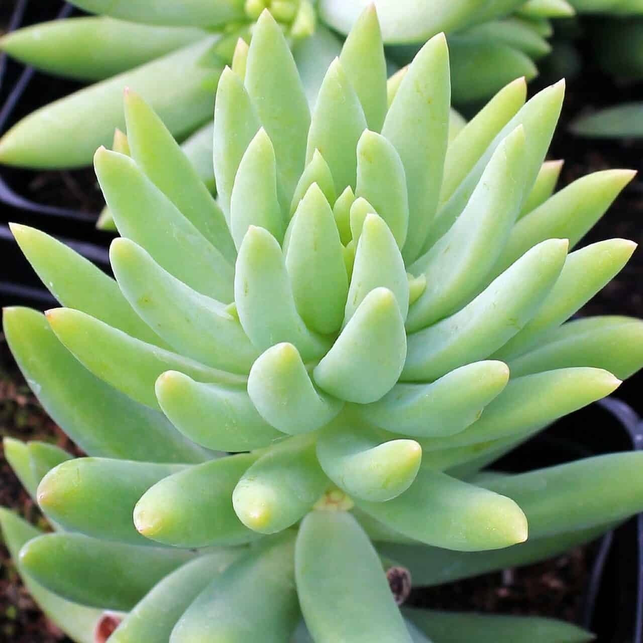 Donkey tail close-up.