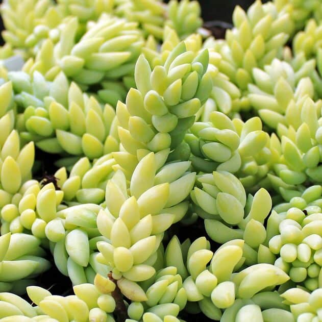 Donkey tail succulent.