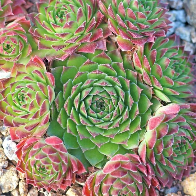 Sempervivum