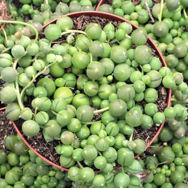 String of Pearls in a red pot.