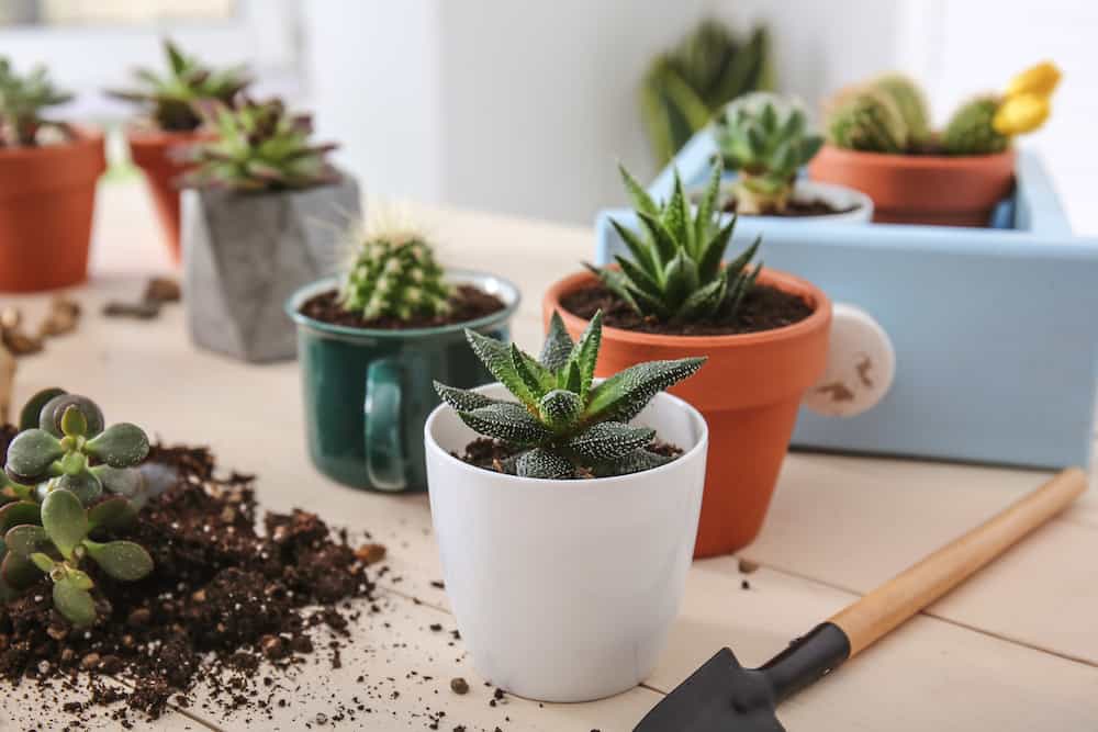 Succulents in pots on wooden table.
