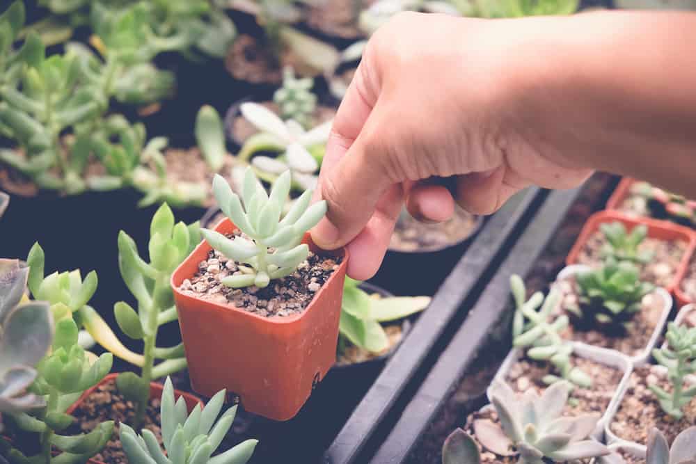 Hand touching a succulent leaf in a small pot.