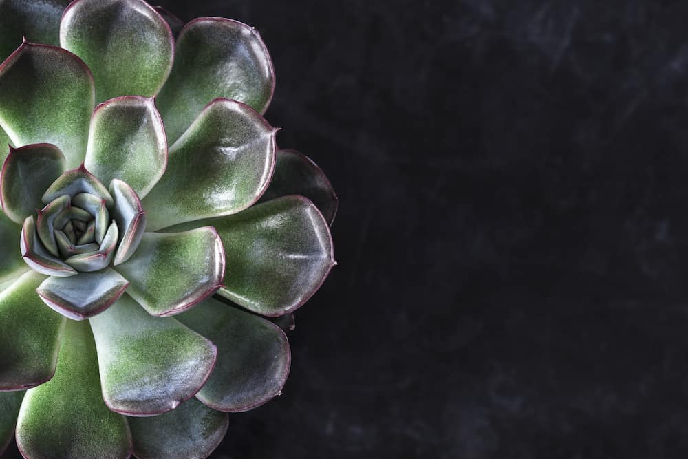 Succulent with dark tips on black background.
