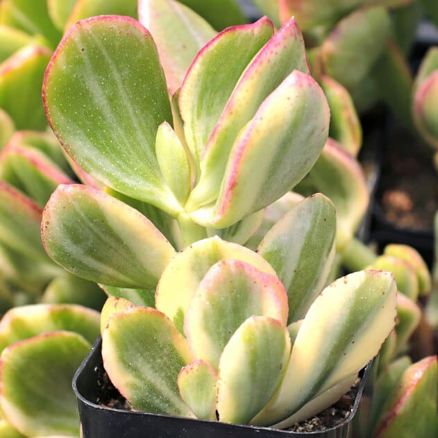 Jade Plant in a black pot.