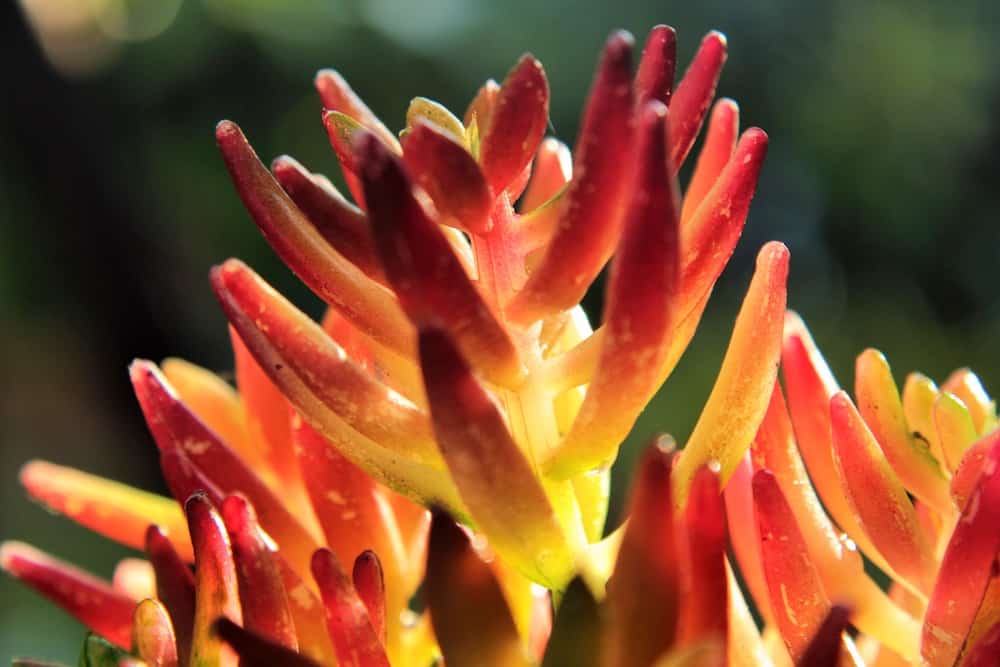 Red succulent plant close view.