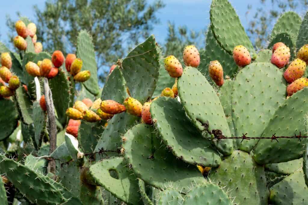 How to Propagate Cactus Pads the Right Way - Sublime Succulents