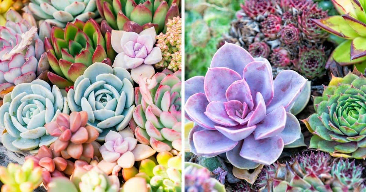 Colorful Succulents for Sale: The Top Places to Buy Online! - Sublime ...