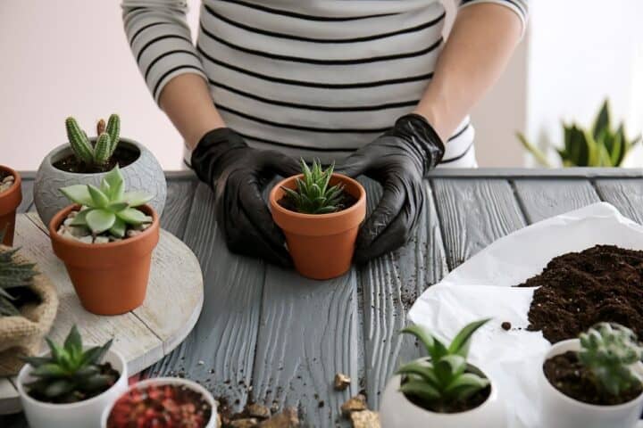 How to Transplant Succulents the Right Way - Sublime Succulents