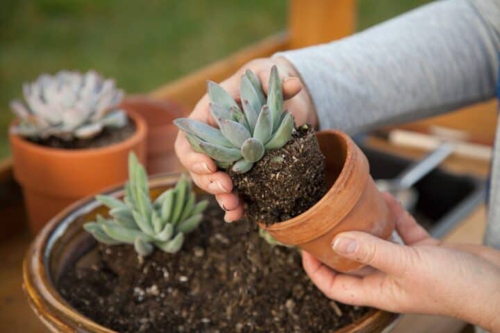 best-soil-for-succulents-indoors-how-to-choose-and-mix-your-own