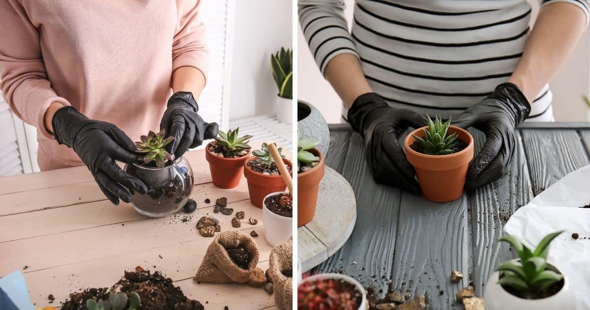 How To Transplant Succulents The Right Way Sublime Succulents