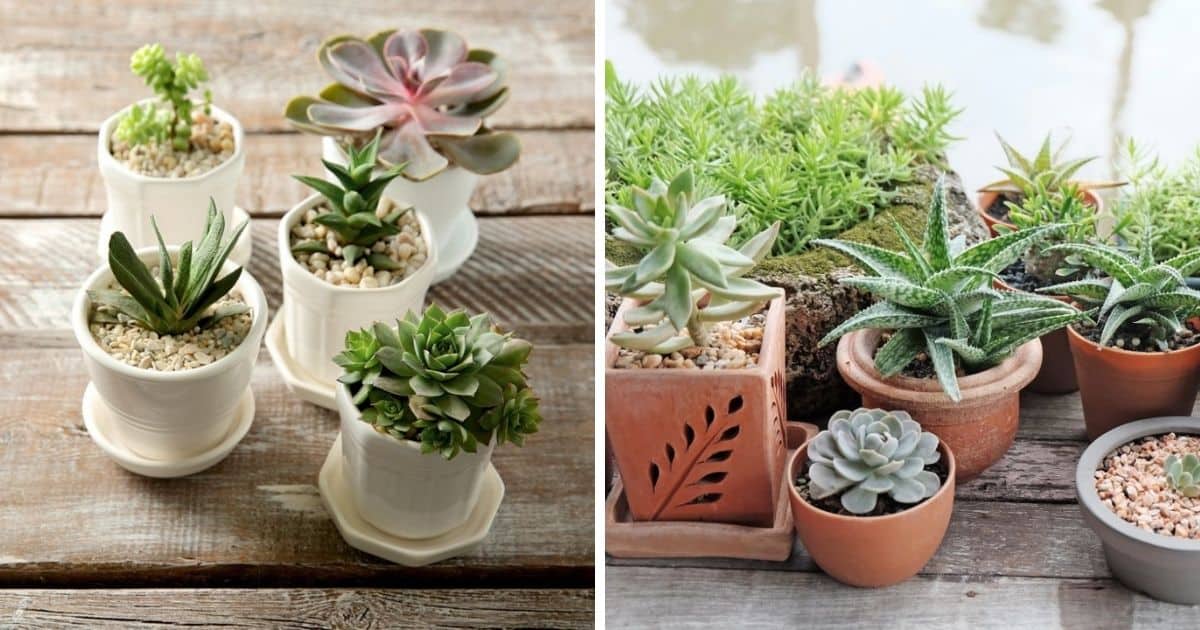 Top Dressing for Succulents: A Quick Guide - Sublime Succulents