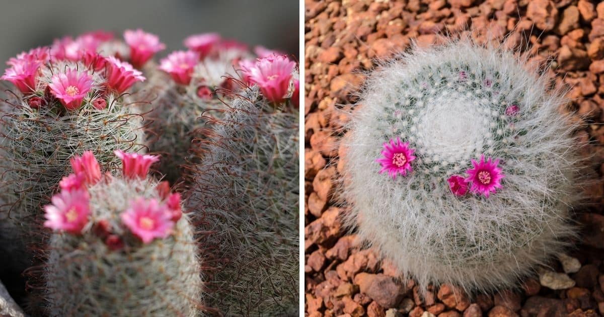 How to Care for Mammillaria (Complete Guide) - Sublime Succulents