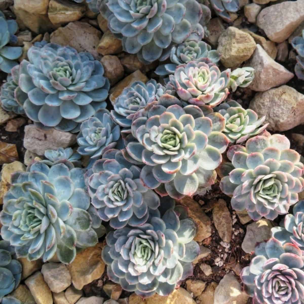 Ultimate Guide: How To Care For Echeveria Elegans 