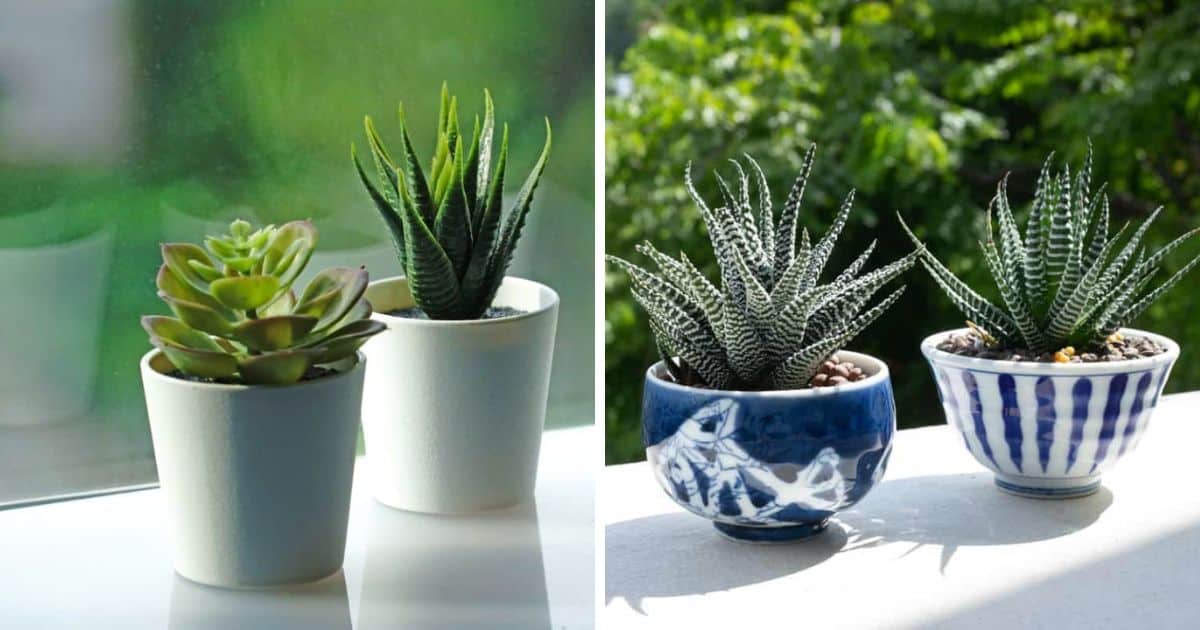 succulent-pots-with-drainage-that-you-should-use-sublime-succulents