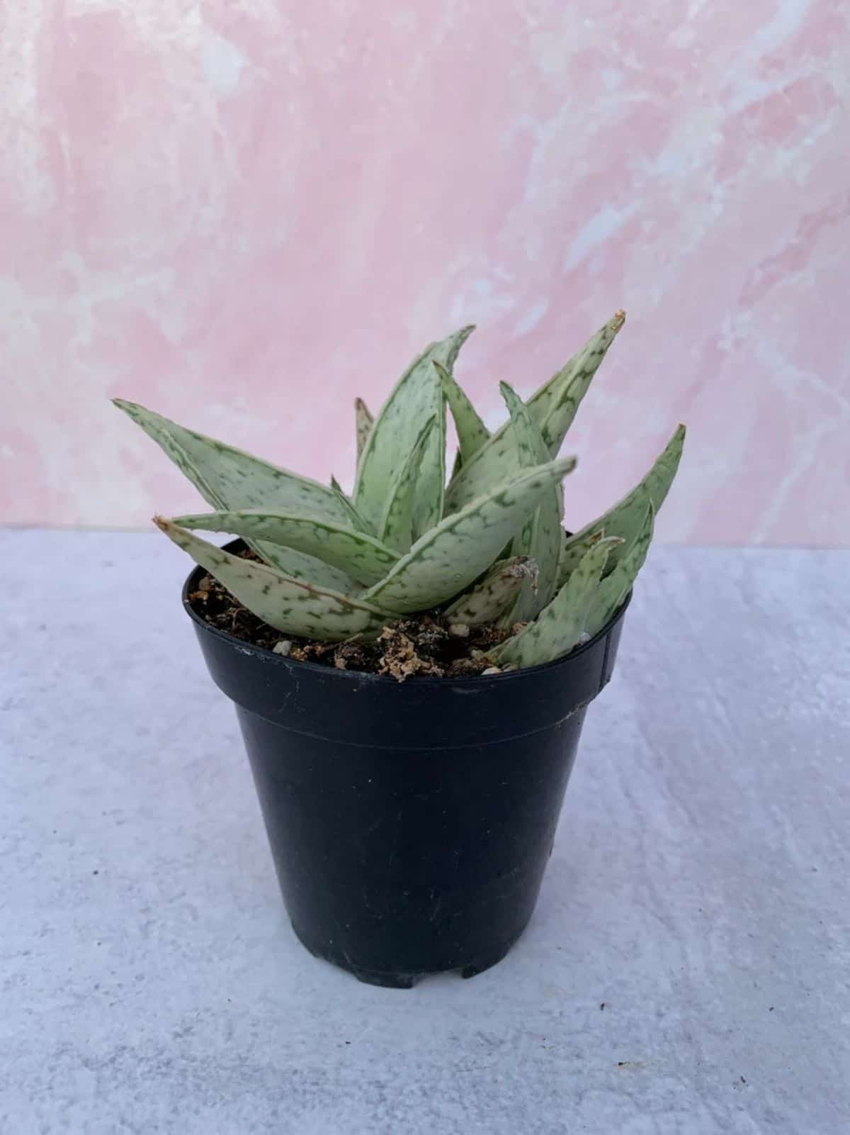 Aloe sp. -  'Snow Drift'  in a pot.
